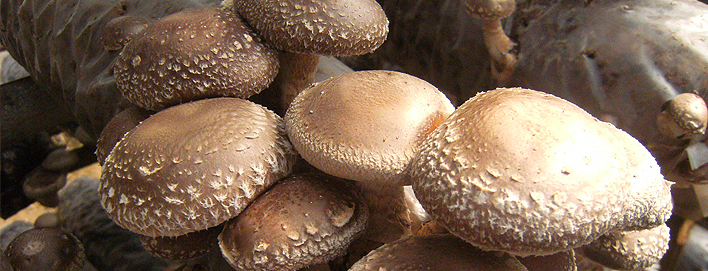 грибы шиитаки